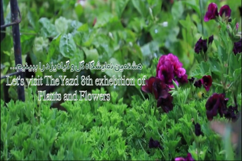 گزارش انگلیسی هشتمین نمایشگاه گل و گیاه 