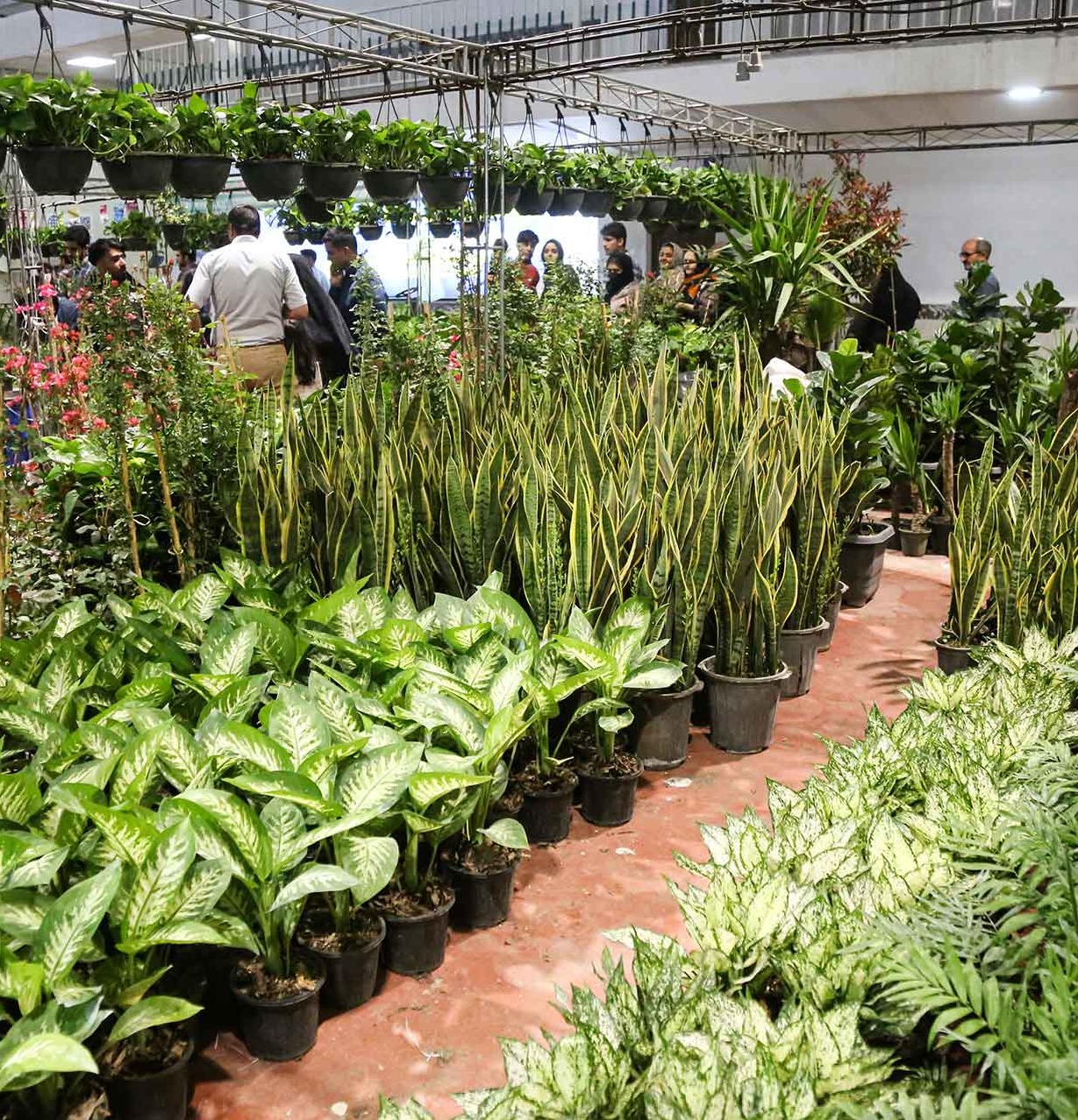 Holding  an exhibition of Flowers, Plants and Medicinal plants in Yazd 