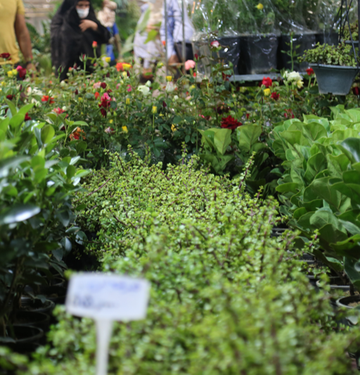 إقامة معرض الزهور والنباتات لهذا العام في يزد من قبل شركة المعارض
