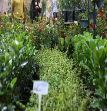 برگزاری نمایشگاه گل و گیاه امسال یزد توسط شرکت نمایشگاه‌ها